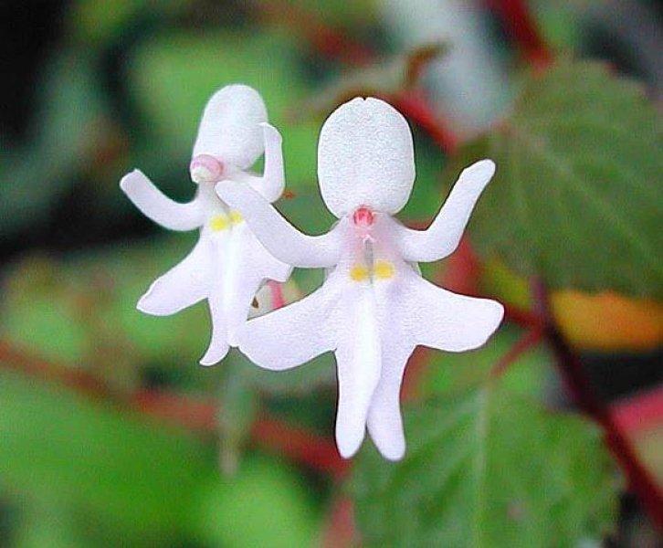 Hayvan ve insan figürlerine benzeyen ilginç bitkiler 