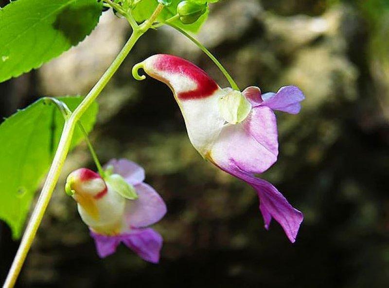 Hayvan ve insan figürlerine benzeyen ilginç bitkiler 