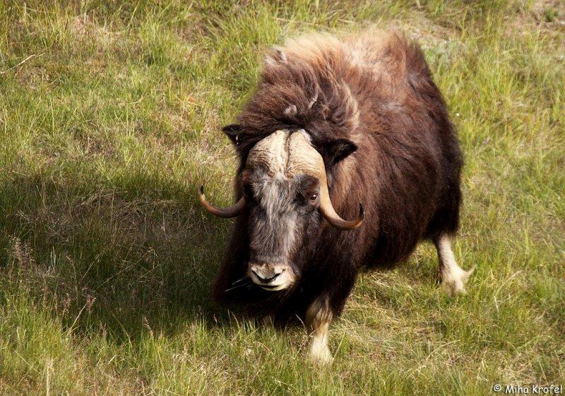 Misk sığırlarının ilginç savunma taktiği 