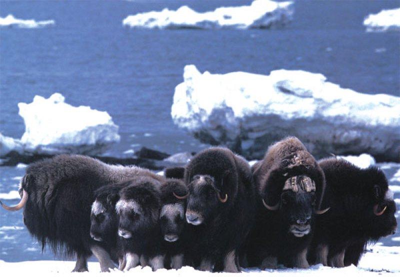 Misk sığırlarının ilginç savunma taktiği 