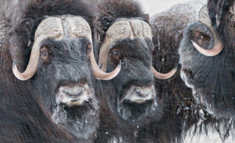 Misk sığırlarının ilginç savunma taktiği 