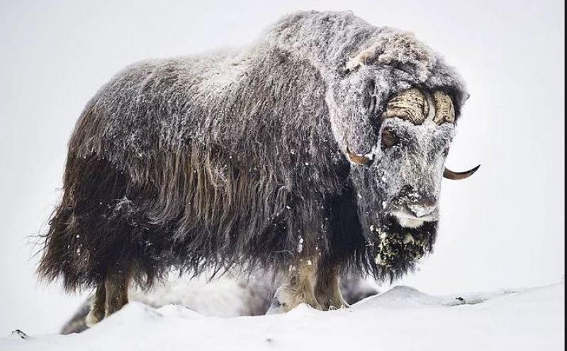 Misk sığırlarının ilginç savunma taktiği 