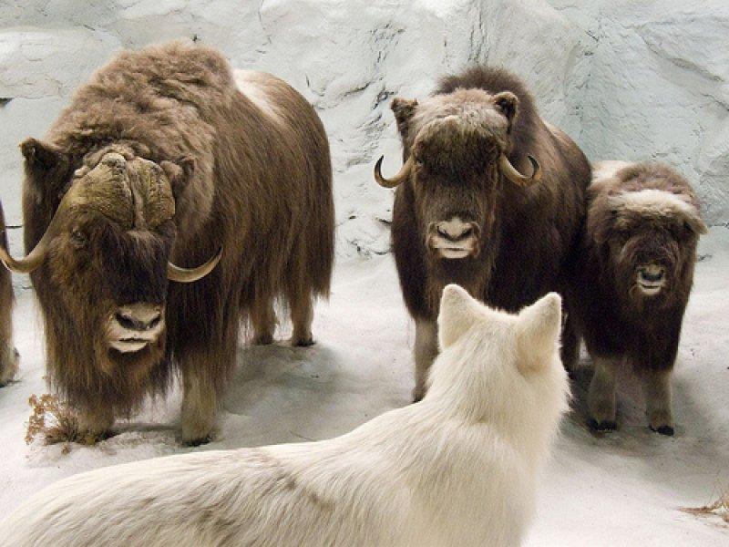 Misk sığırlarının ilginç savunma taktiği 