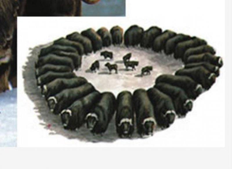 Misk sığırlarının ilginç savunma taktiği 