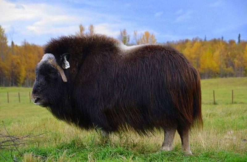 Misk sığırlarının ilginç savunma taktiği 