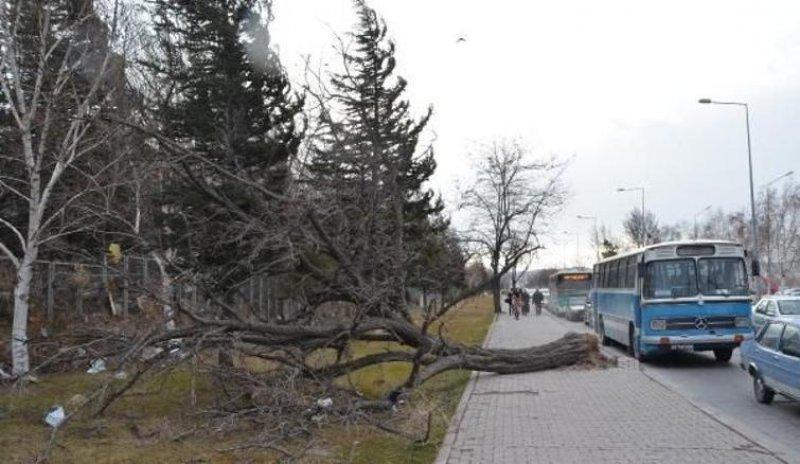 Kayseri’de lodeos etkili oldu 
