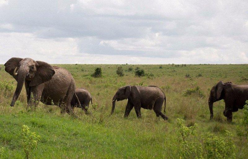 Anne fil yavrularını korumak için bufaloyu öldürdü