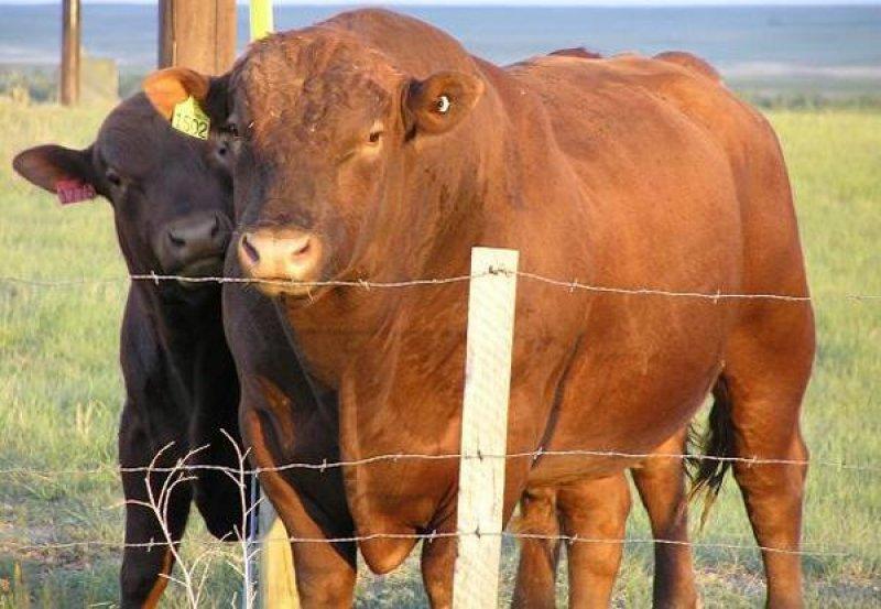 Vahşi yaşamdan ilginç melez hayvanlar