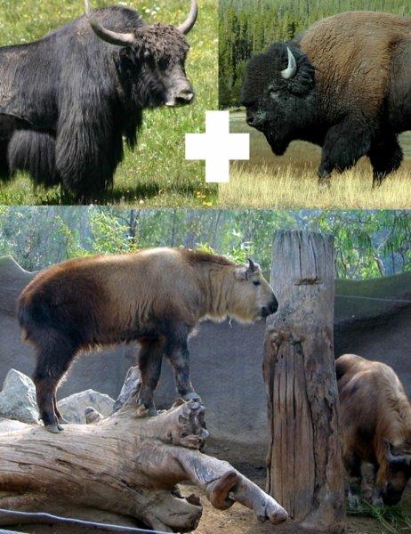 Vahşi yaşamdan ilginç melez hayvanlar