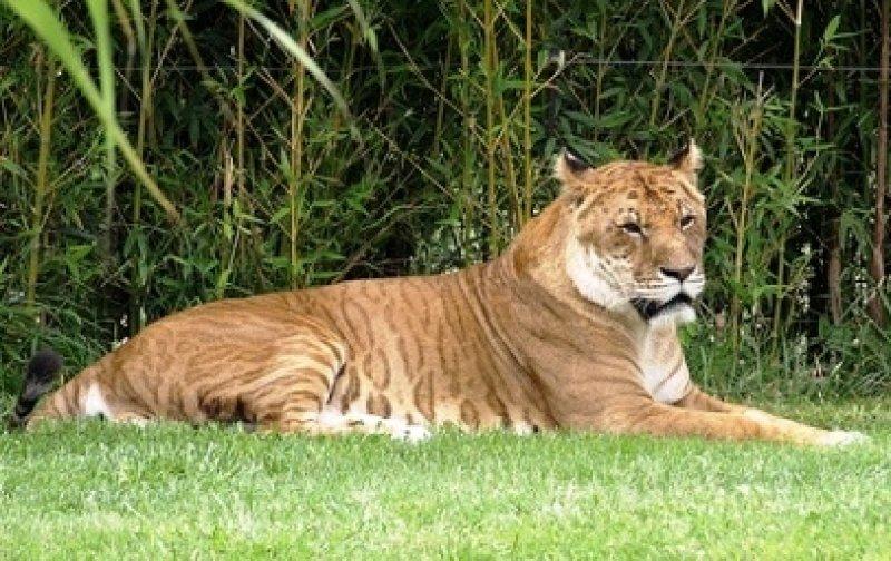 Vahşi yaşamdan ilginç melez hayvanlar