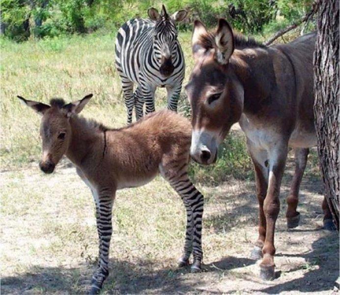 Vahşi yaşamdan ilginç melez hayvanlar
