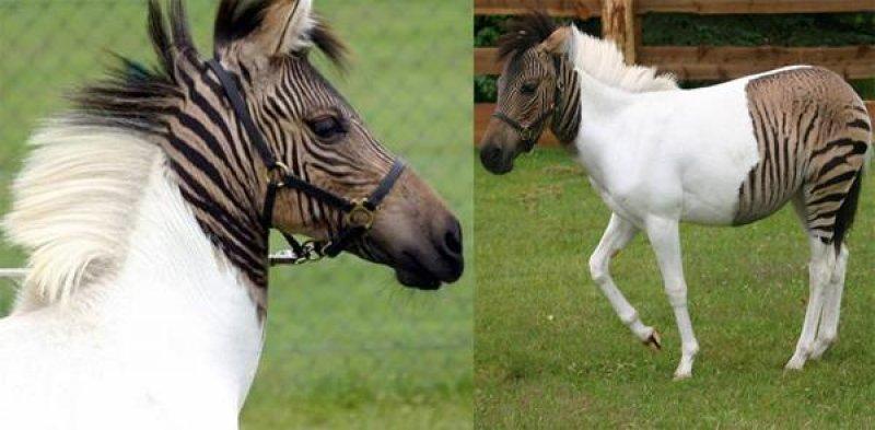 Vahşi yaşamdan ilginç melez hayvanlar