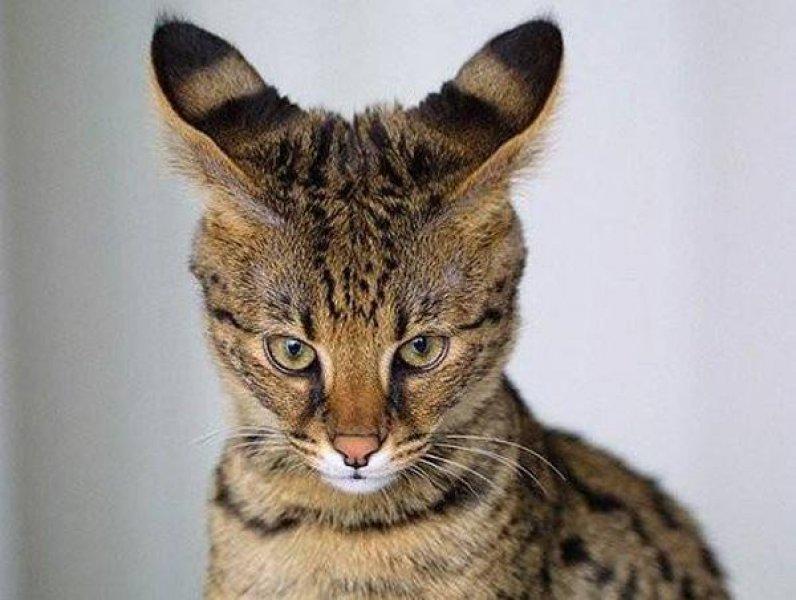 Vahşi yaşamdan ilginç melez hayvanlar