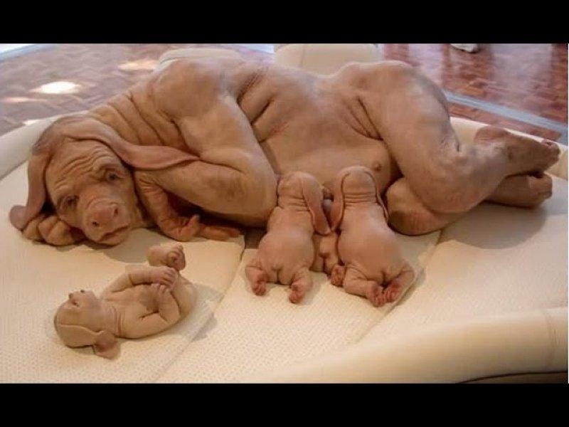 Vahşi yaşamdan ilginç melez hayvanlar