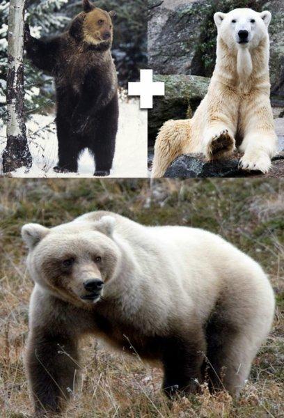 Vahşi yaşamdan ilginç melez hayvanlar