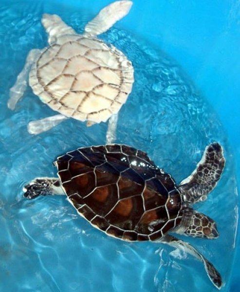 Alışılmadık beyaz hayvanlar