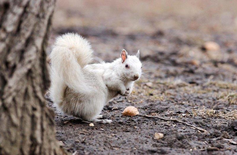 Alışılmadık beyaz hayvanlar