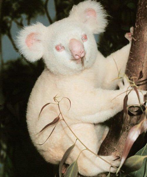 Alışılmadık beyaz hayvanlar