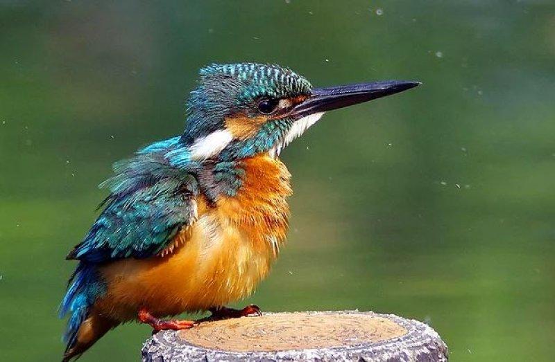 Günün en etkileyici fotoğrafları