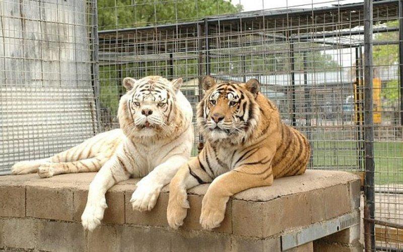 Dünyanın ilk down sendromlu kaplanı