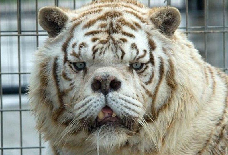 Dünyanın ilk down sendromlu kaplanı