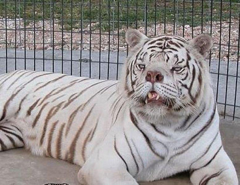 Dünyanın ilk down sendromlu kaplanı