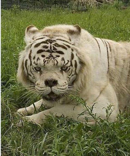 Dünyanın ilk down sendromlu kaplanı