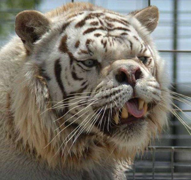 Dünyanın ilk down sendromlu kaplanı