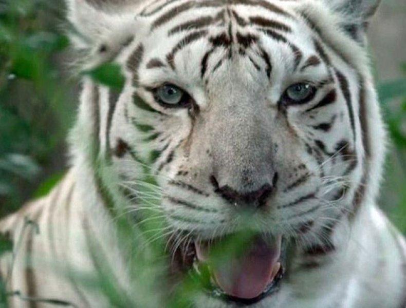 Dünyanın ilk down sendromlu kaplanı