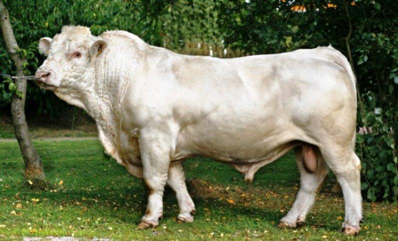 En ilginç sığır ırkı Shorthorn ve Charollais kırması 