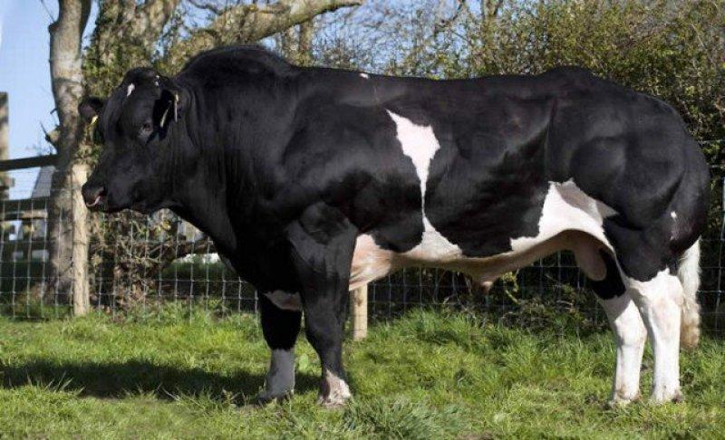 En ilginç sığır ırkı Shorthorn ve Charollais kırması 