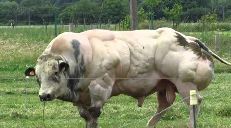 En ilginç sığır ırkı Shorthorn ve Charollais kırması 