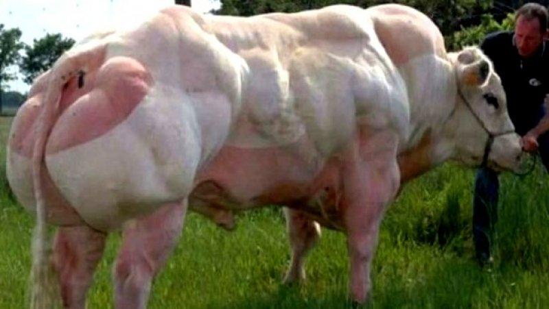 En ilginç sığır ırkı Shorthorn ve Charollais kırması 