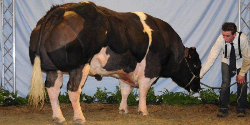 En ilginç sığır ırkı Shorthorn ve Charollais kırması 