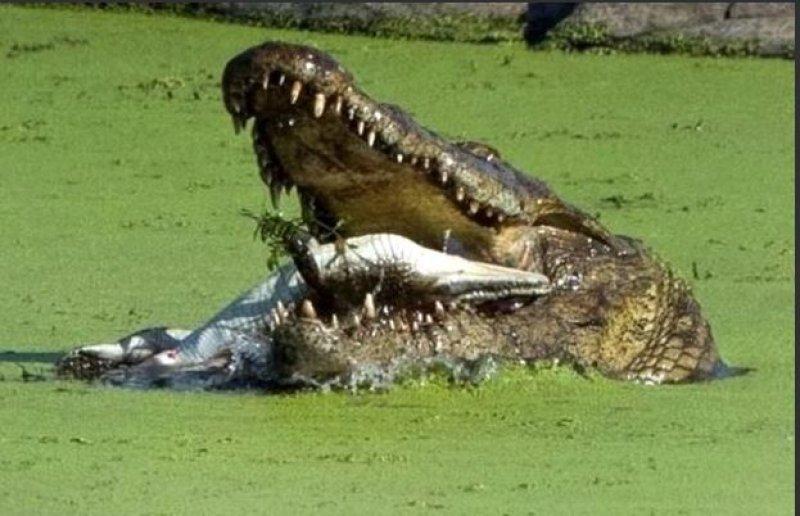 Aç kalan timsah yavrusunu yedi 