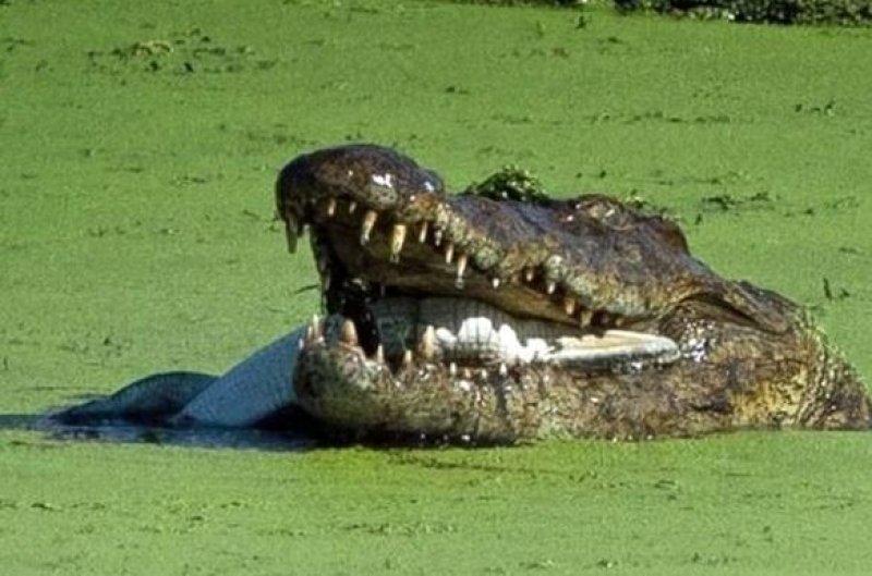 Aç kalan timsah yavrusunu yedi 