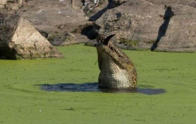 Aç kalan timsah yavrusunu yedi 