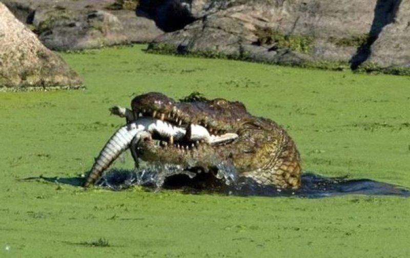 Aç kalan timsah yavrusunu yedi 