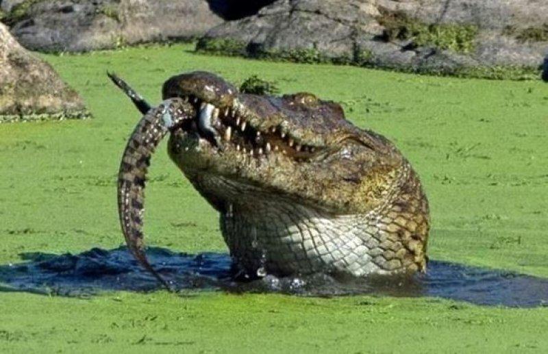 Aç kalan timsah yavrusunu yedi 