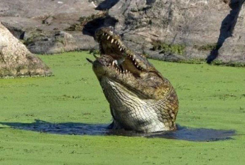 Aç kalan timsah yavrusunu yedi 