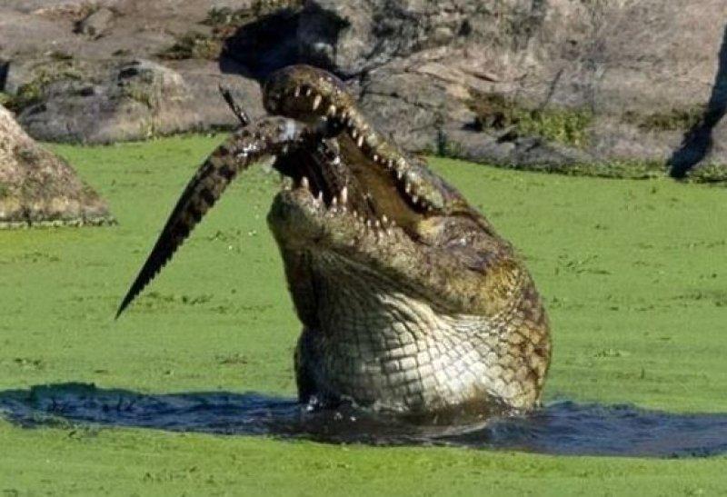 Aç kalan timsah yavrusunu yedi 