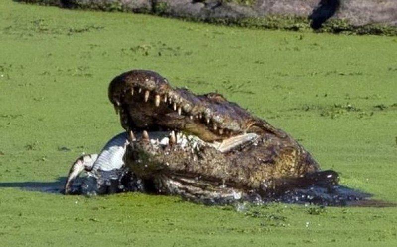 Aç kalan timsah yavrusunu yedi 