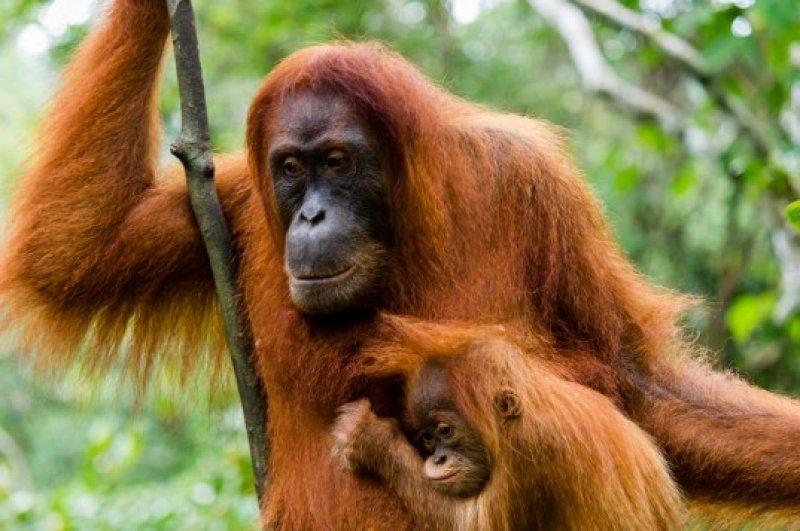 Orangutanlar, emziren kadını hayranlıkla izledi 