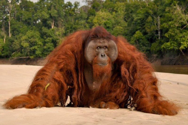 Orangutanlar, emziren kadını hayranlıkla izledi 