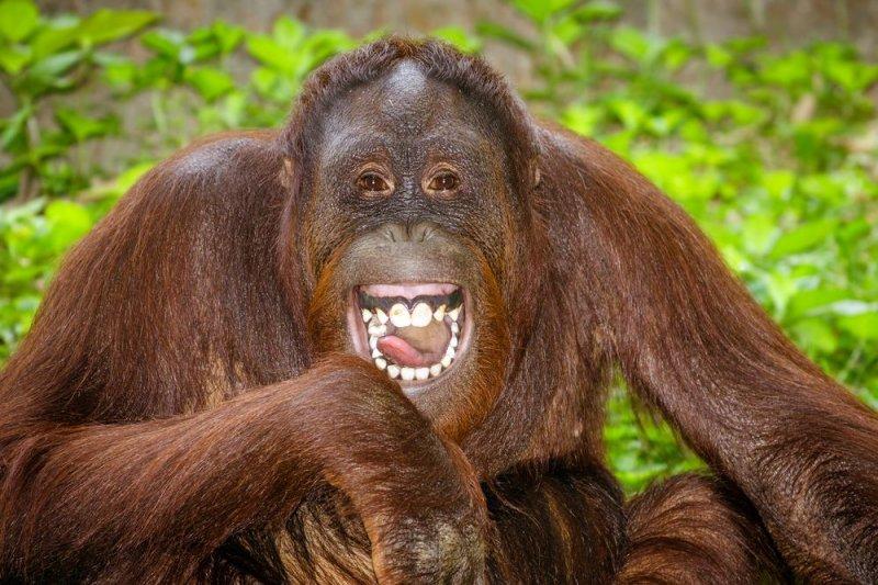 Orangutanlar, emziren kadını hayranlıkla izledi 