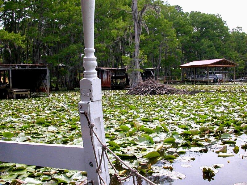 Teksas'ın doğusunda Caddo Gölü hayranlık uyandırıyor 