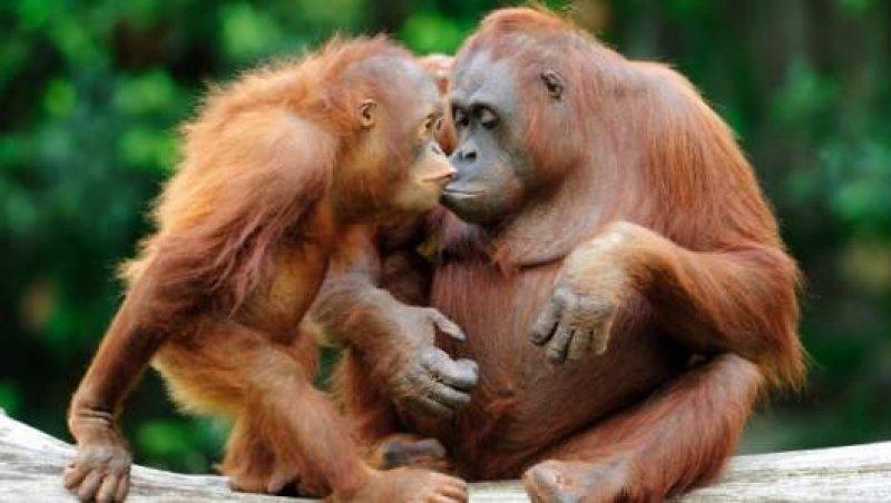 Orangutanlar, emziren kadını hayranlıkla izledi 