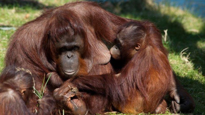 Orangutanlar, emziren kadını hayranlıkla izledi 