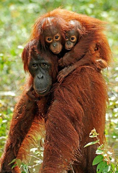 Orangutanlar, emziren kadını hayranlıkla izledi 