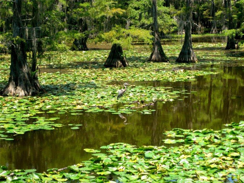 Teksas'ın doğusunda Caddo Gölü hayranlık uyandırıyor 